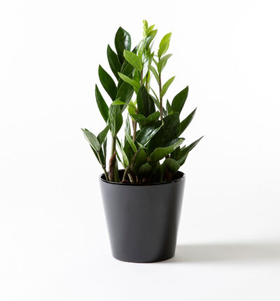 Zamioculcas i sort potte Zamioculcas i sort potte